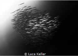 Monochrome Barracudas by Luca Keller 